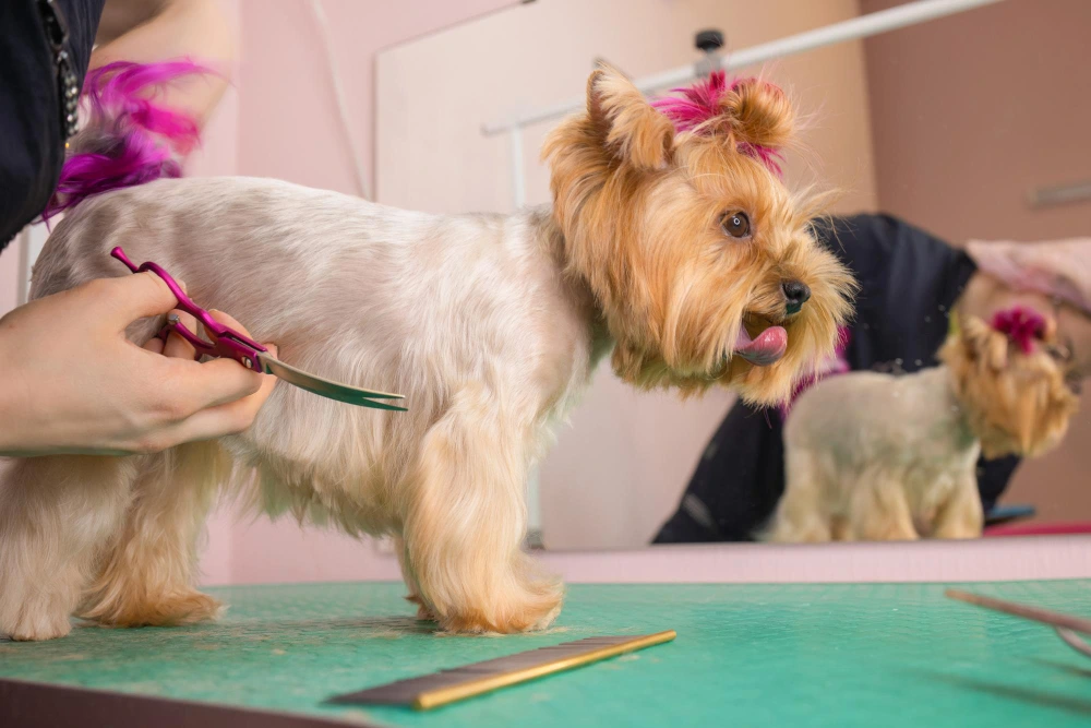 Shih Tzu dog getting his hair cut at the groomer