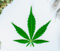 weed