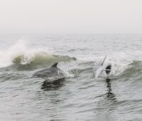 Dolphins and Waves