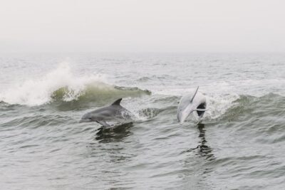Dolphins and Waves