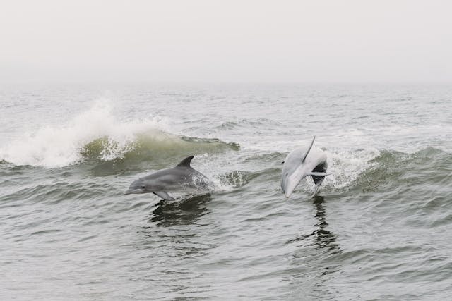 Dolphins and Waves