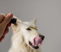 CBD for pets