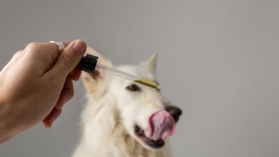 CBD for pets