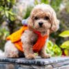 Healthy Cavapoo Puppies