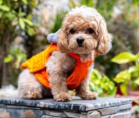 Healthy Cavapoo Puppies