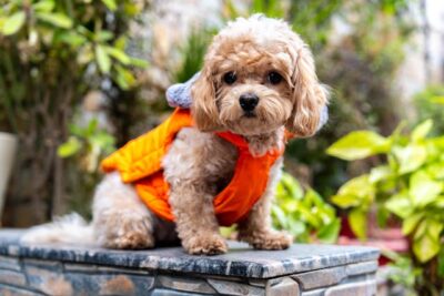 Healthy Cavapoo Puppies