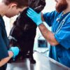 Veterinary Professionals