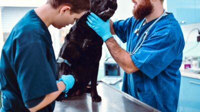 Veterinary Professionals