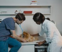 Wealth-Building Strategies for Veterinary Professionals