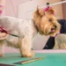 Shih Tzu dog getting his hair cut at the groomer