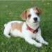 The baby dog is sitting on the grass and looking forward
