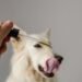 CBD for pets