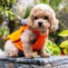 Healthy Cavapoo Puppies